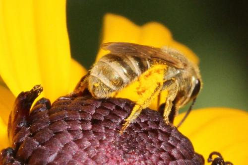Seladonia sp.